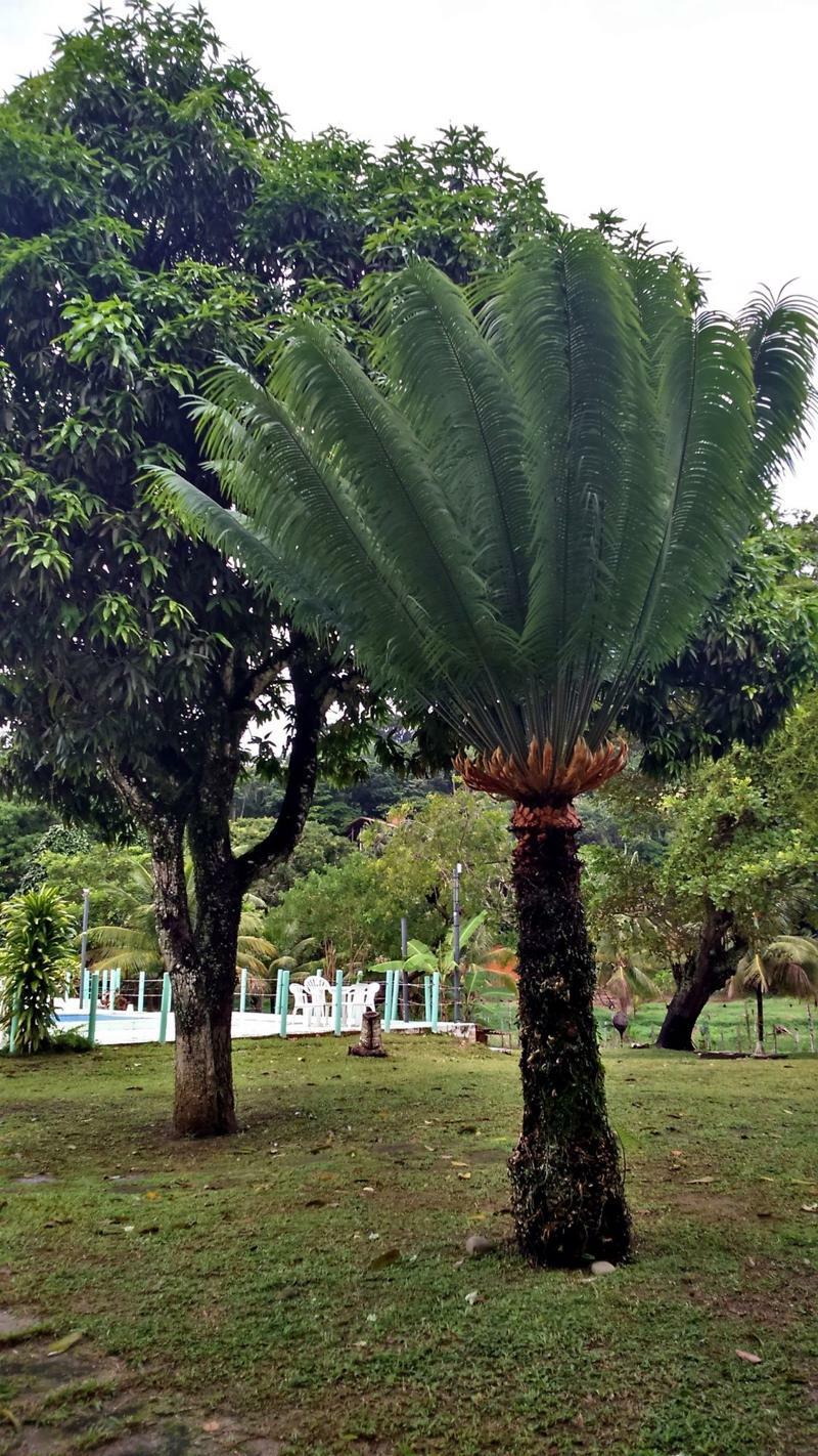 Pousada Sitio Paraiso Itacaré Dış mekan fotoğraf